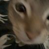 strayvexal