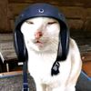 bil_oh15
