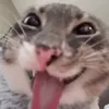 alanqt12