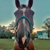 kjs_barrelracingwife