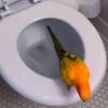 theguythatyouneedtofoll5