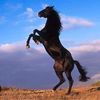 chinor888