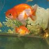 sansfish