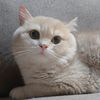 Dooksy Winky Cattery