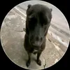 gia.bo.hihi2