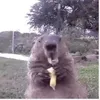 sethmil_1