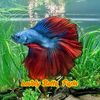 lovely.betta.farm