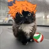 sigma_cat580