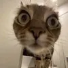 tmanhhdzai