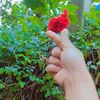 user75209281077704
