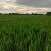 mulat.irawan2