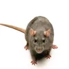 ima.rat8