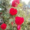 mahendra.pasebal