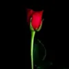 user9532754613854