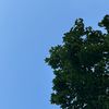 washington_roseschool