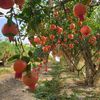 hoang.linh075