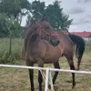 stichowasandra_