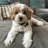 huntiethecockapoo