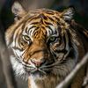 tiger84553