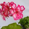 andreadantas002