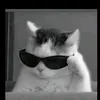 .vinbivs
