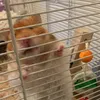 mabel_the_hamster123