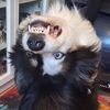 pup.hiccup