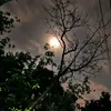 20d_dina