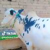 malik.ajaz248