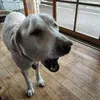 shiroioneone