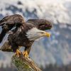american.eagle686