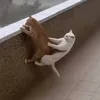 kimhuyvu5