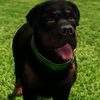 chopfromgta7098