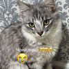 sumaya86833