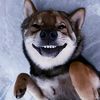 Derpdogdaily068