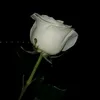 noor_.aliii