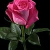 user66101671785534