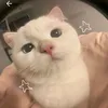 lai_za46