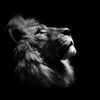 lionking__manager
