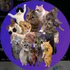 memecat68
