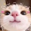 no_iblis1