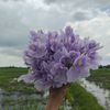 fulamaya.tamang0
