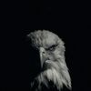 ibrahim.altamimi38