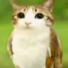 shanpoo_buuofc