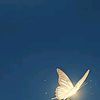 azimhossen.hossan