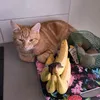 mittenkitten56