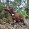 ambella_dachshund
