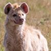 therianz.n.otherpawz