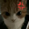 alial1_1