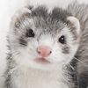 moon.otter3